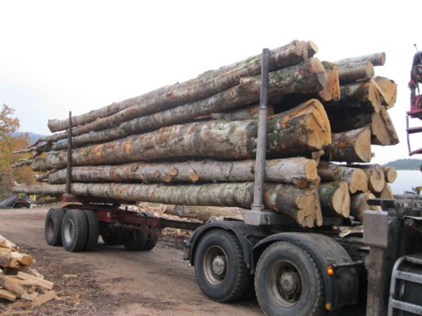 Camion de 30 stères Hêtre Chêne Charme en grume