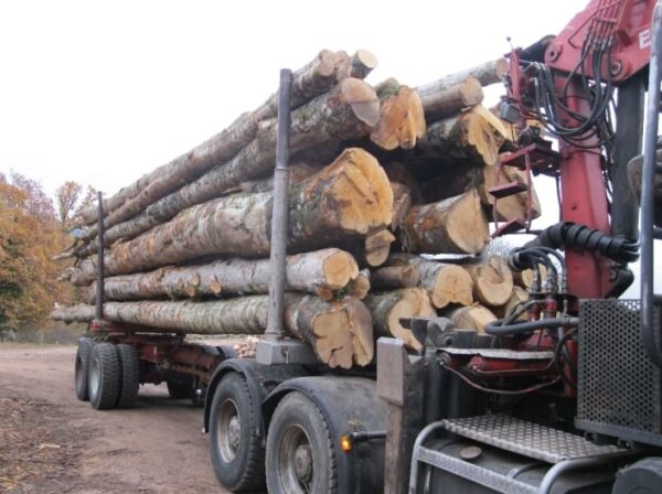 HÊTRE EN GRUME, CAMION DE 50 STÈRES